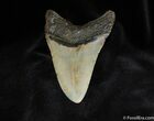 Beautiful Inch Megalodon Tooth #97-2